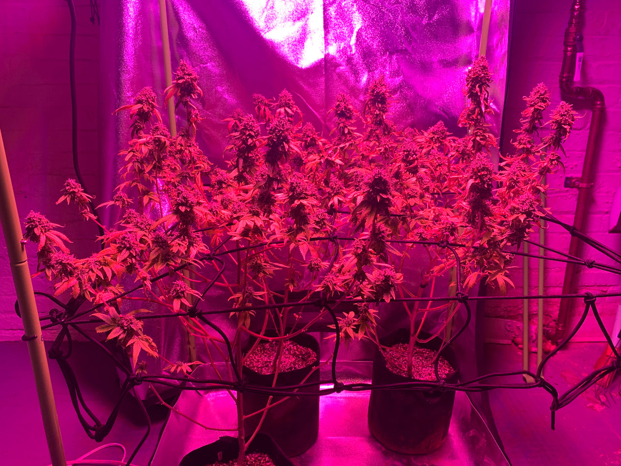 Day 185 Last Day Flowering