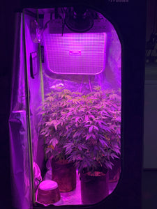 Day 77 Mild Veg (Moved To 3x3 Tent)